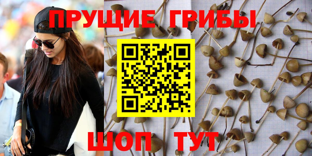 Галлюциногенные грибы Psilocybine cubensis  Псилоцибиновые грибы мицелий  Кунгур  Вход с VPN 